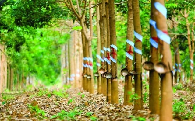 Cao su Phước Hòa lãi gần 900 tỷ sau 9 tháng, vượt kế hoạch năm
