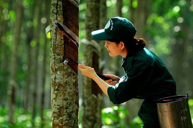 Lãi sau thuế quý 3 tăng gần 20%, Cao su Tân Biên vượt kế hoạch doanh thu và lợi nhuận năm
