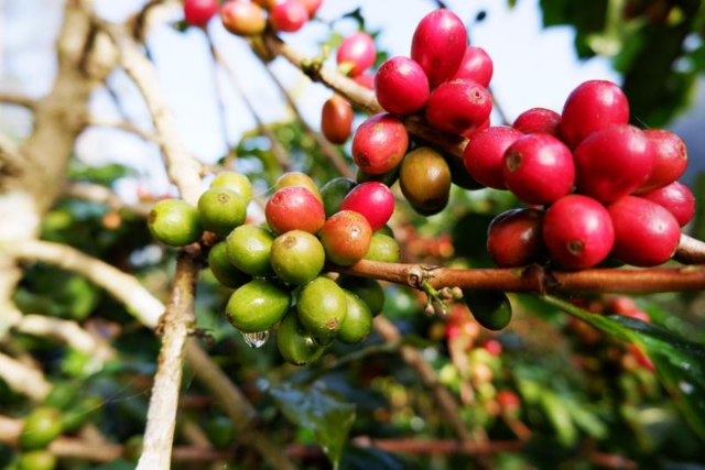 FGL thoát lỗ quý 3 nhờ lợi nhuận khác