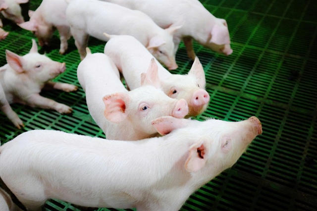 Nông nghiệp Hòa Phát ước lãi gần ngàn tỷ sau 9 tháng dù quý 3 đi lùi